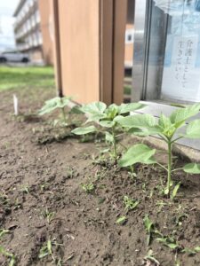 木曳野ガーデン元気に成長中🌻