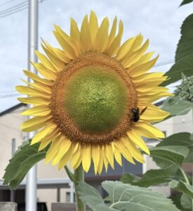 ひまわり開花🌻