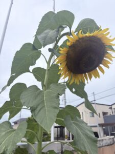 新種発見？！