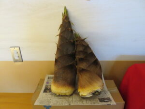 たけのこ収穫祭(^^♪