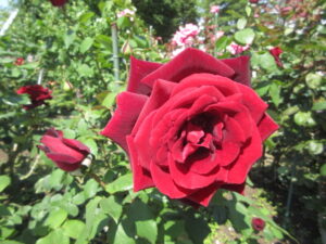 春の陽気に誘われて🌹