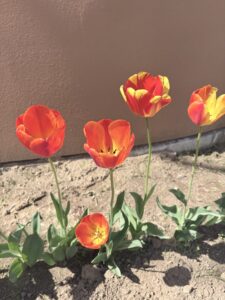 かわいいお花が咲きました🌷