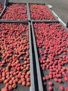 夏の風物詩　梅の土用干し